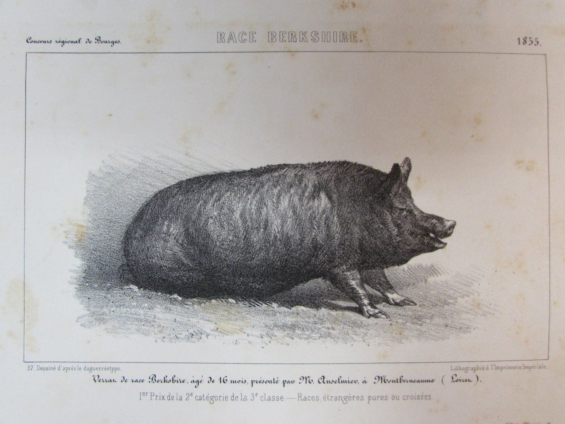 Incisioni: 3 antike Schweine, 1855 – Usato da Walchwil venduto da Shells1 2