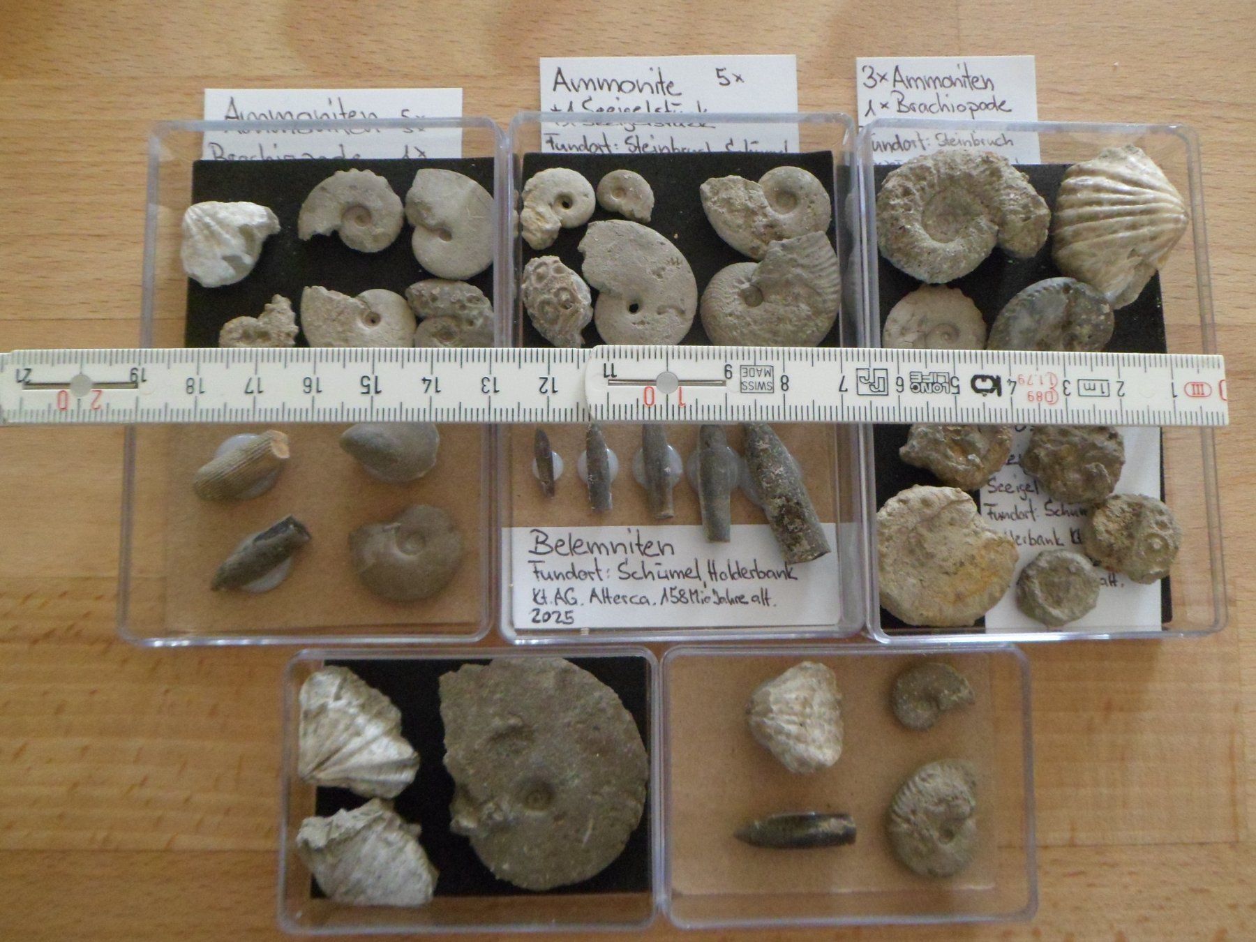 Fossiles: Fossilien Sammlung in 8 Böxli Schweiz – D'occasion à Affoltern am Albis par Fossil60 9