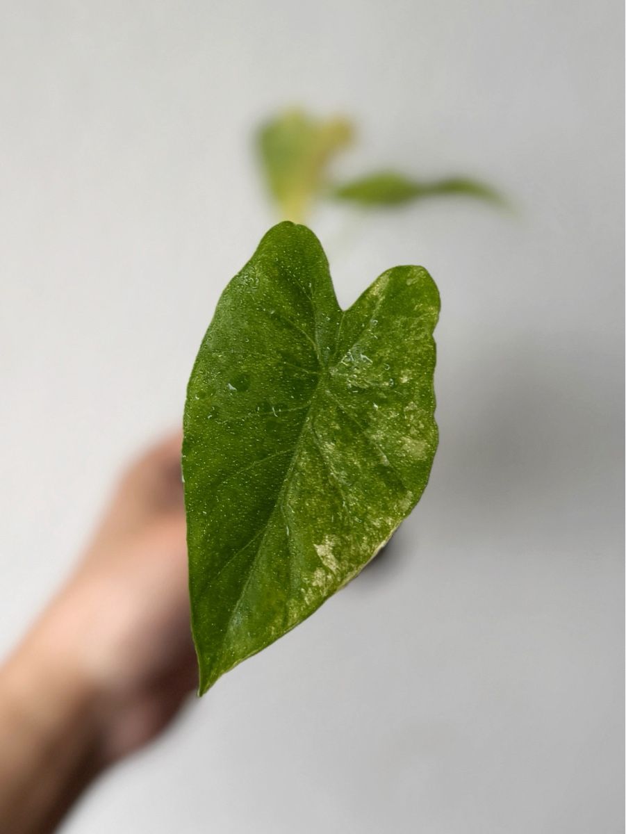 Piante & sementi: Alocasia Gageana Aurea – Nuovo (secondo la descrizione) da Bern venduto da Lucas_Ma 2