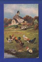 OISEAU - Coq / Poules