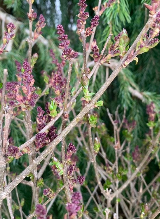 Zwergflieder Syringa meyeri 'Palibin' Gartenpflanze 1.15 m Kaufen