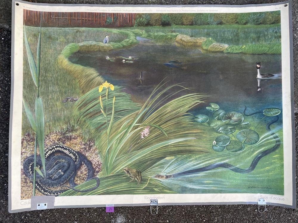 Schulwandbild "Teich" Schlangen 137x60cm 70er Jahre Kaufen auf Ricardo