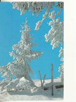 Bergtannen im Winterkleid 1970