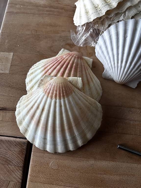 Fossilien: Echte Schalen von Jakobsmuscheln – Neu und originalverpackt aus Bottenwil von Wikingerbraut
