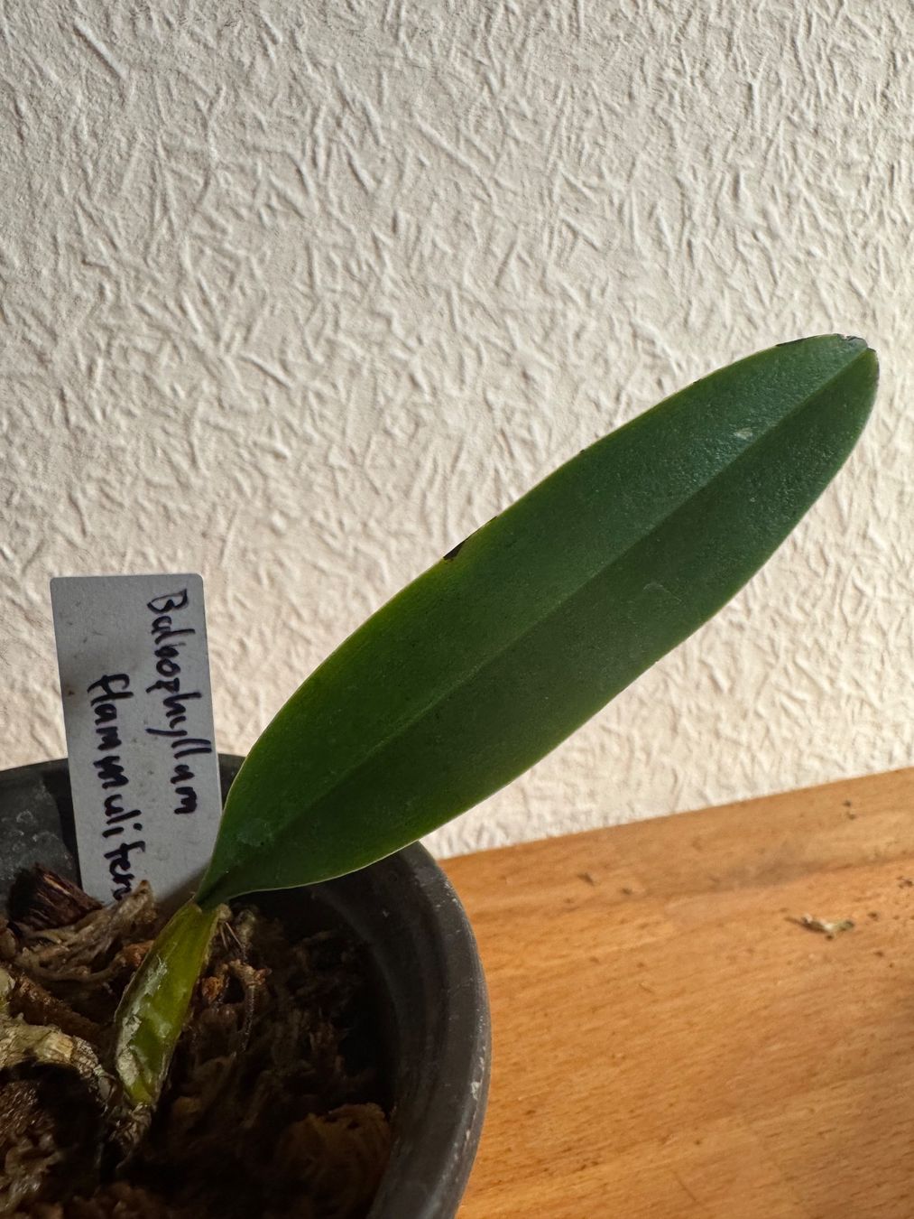 Piante & sementi: Bulbophyllum flammuliferum – Usato da Männedorf venduto da mrclst 2