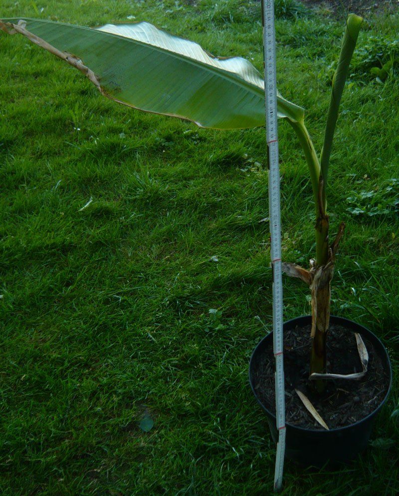 Piante & sementi: Banane-Stauden Höhe ca 95-100 cm – Nuovo (secondo la descrizione) da Ruggell venduto da Btt 1