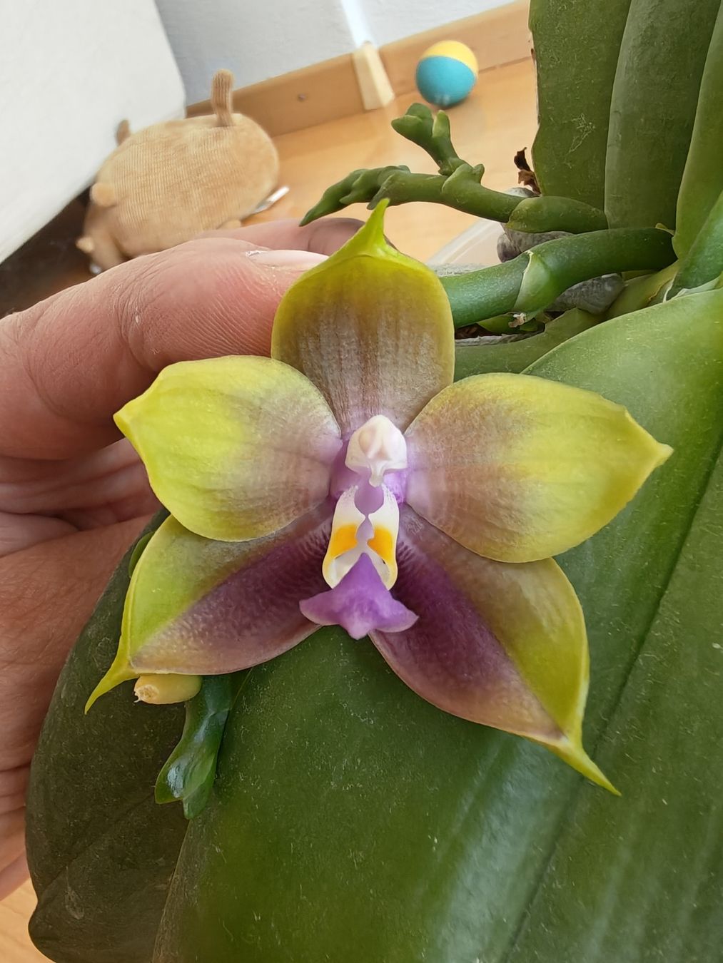 Plantes & graines: Phalaenopsis Mutuo Princesse Blue – D'occasion à Chamoson par Yuriyaa