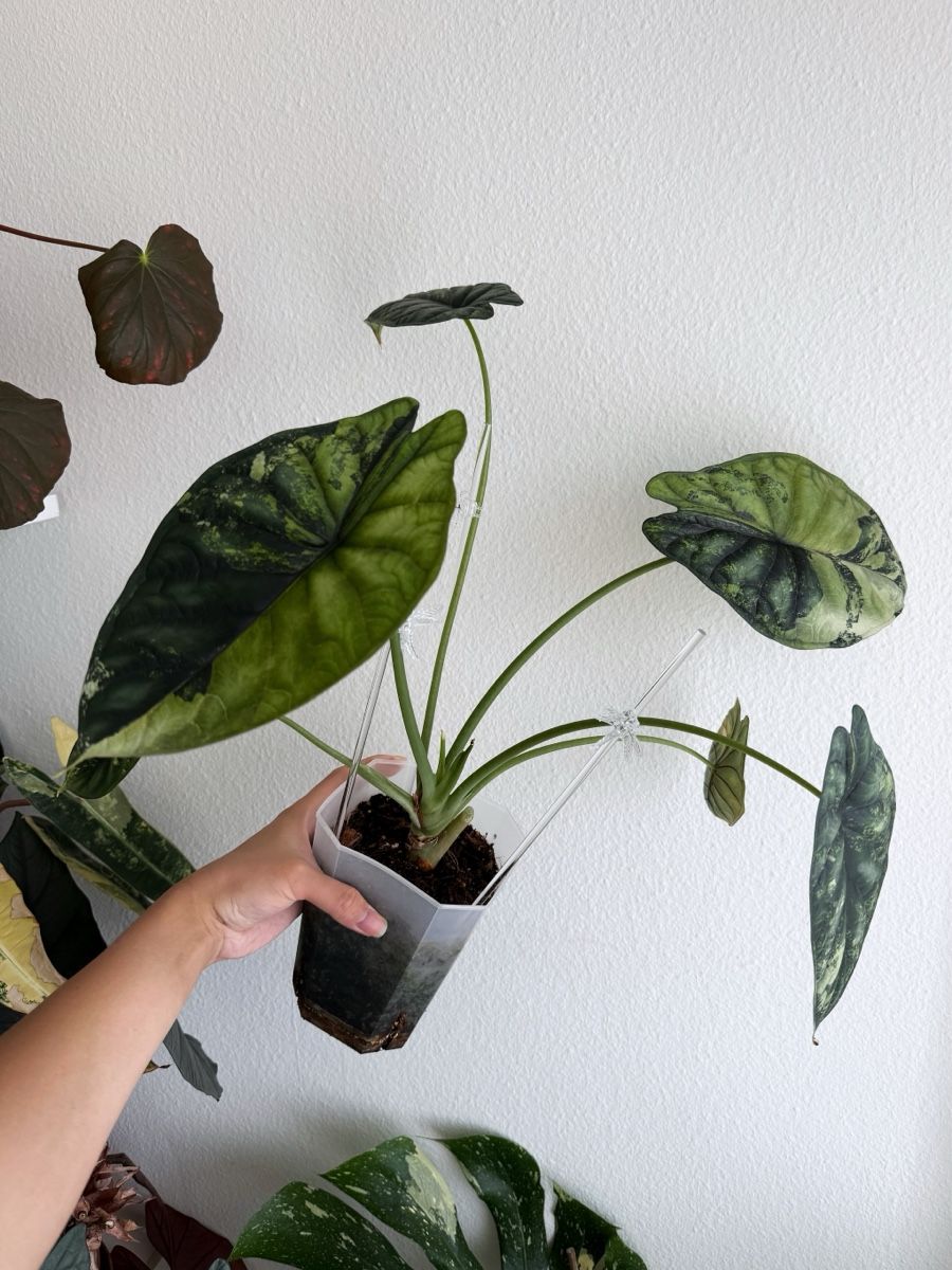 Piante & sementi: Alocasia Dragon Scale Albo – Nuovo (secondo la descrizione) da Bern venduto da Lucas_Ma