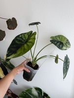 Alocasia Dragon Scale Albo