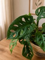 Monstera Adansonii Steckling✨