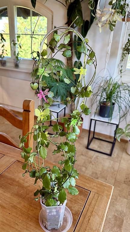 Pflanzen & Samen: Hoya endauensis – Neu und originalverpackt aus Schönholzerswilen von Leavylounge 1