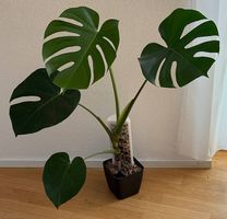 Monstera deliciosa Fensterblatt, 100cm, Mosspole