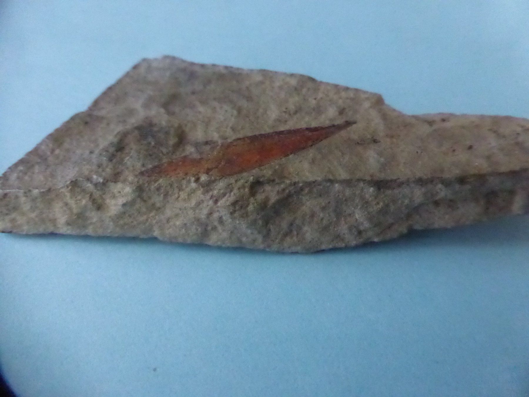 Fossilien: Versteinertes Zimtblatt – Gebraucht aus Triengen von Nussbaum14 1