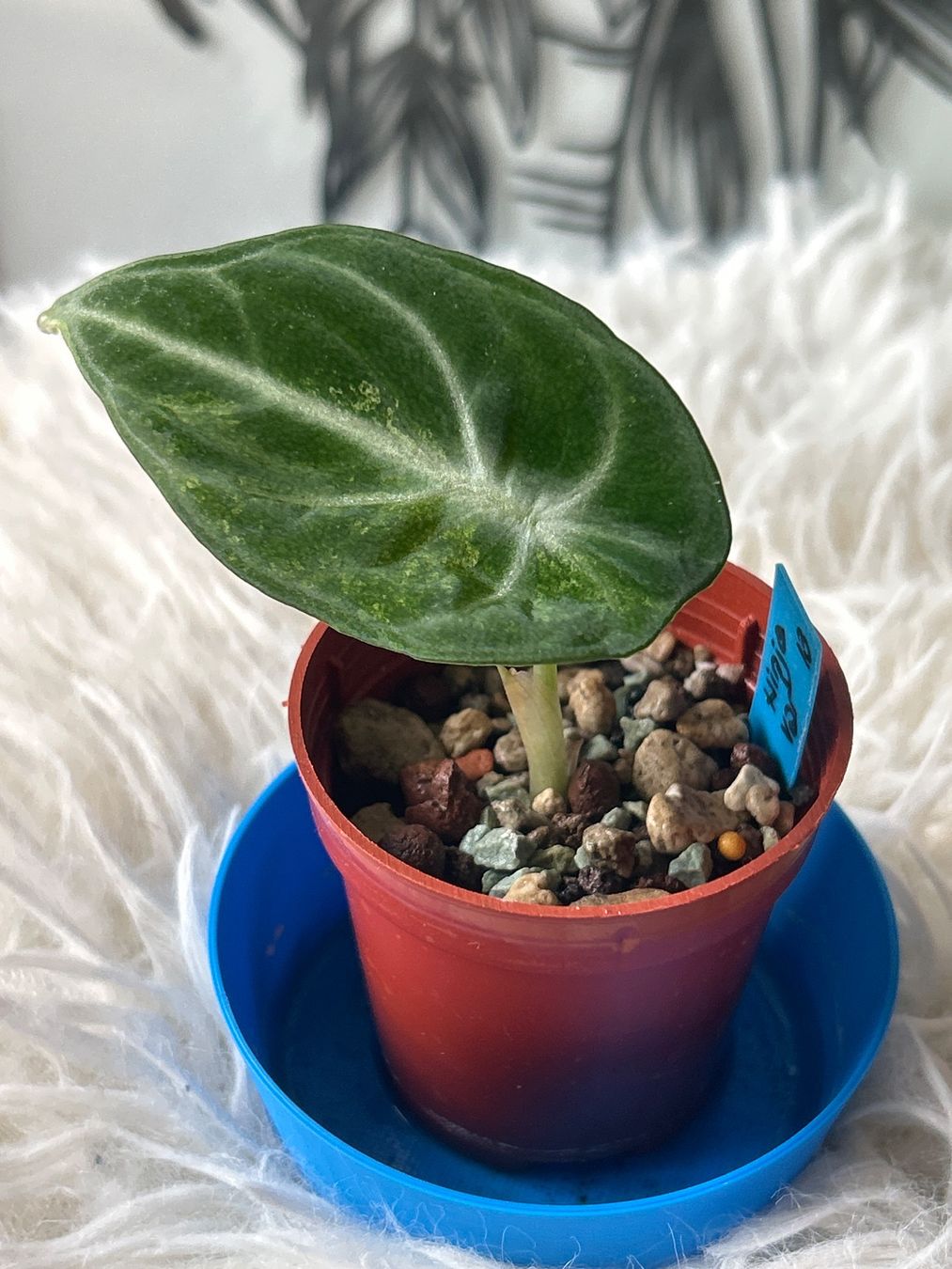Pflanzen & Samen: Alocasia Ninja variegata #14 – Neu (gemäss Beschreibung) aus Scherzingen von Elefantenohr.ch