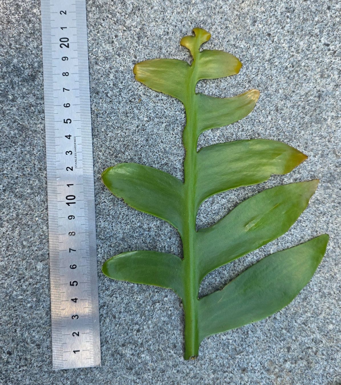 Plantes & graines: Epiphyllum chrysocardium Ableger – D'occasion à St.Erhard par Plumilandschweiz 2