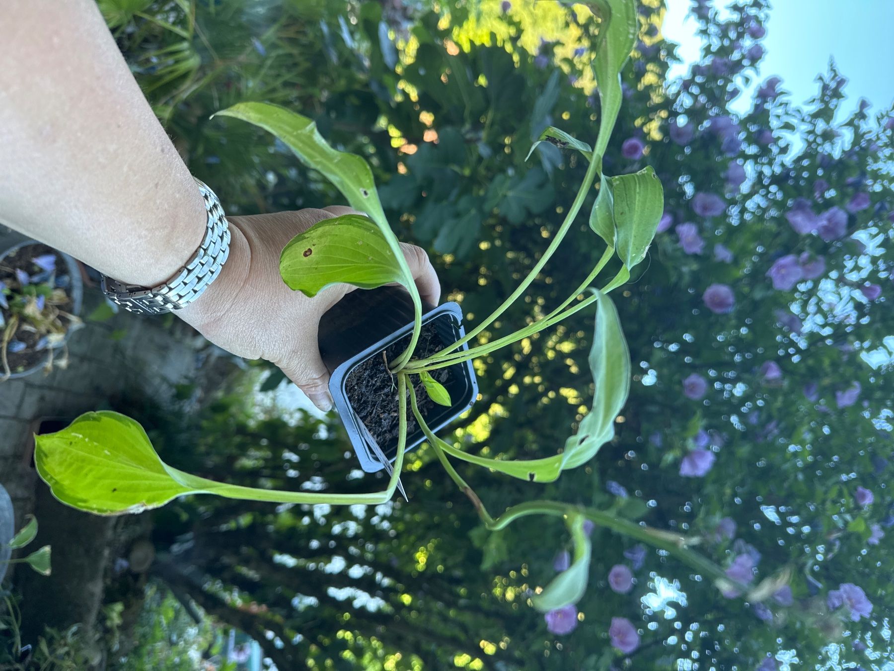 Piante & sementi: Hosta emerald tiara 3 – Usato da Lajoux JU venduto da Briard0 2