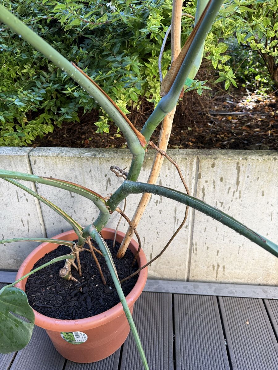 Piante & sementi: Monstera Deliciosa  – Usato da Grosshöchstetten venduto da Al___Uk 9