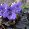 Piante & sementi: Violette du Labrador  2x – Nuovo (secondo la descrizione) da Bremblens venduto da FIBONACCI369 1