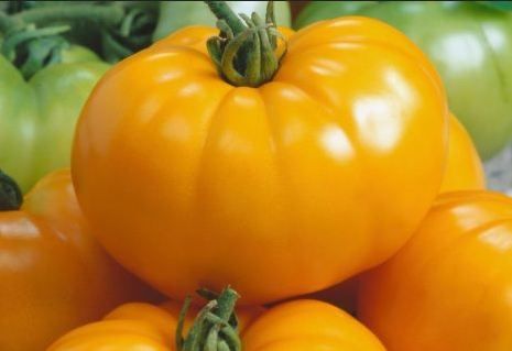 Piante & sementi: 20 Samen BRANDYWINE YELLOW Tomate – Nuovo (secondo la descrizione) da Ehrendingen venduto da VerveinaSamen 6