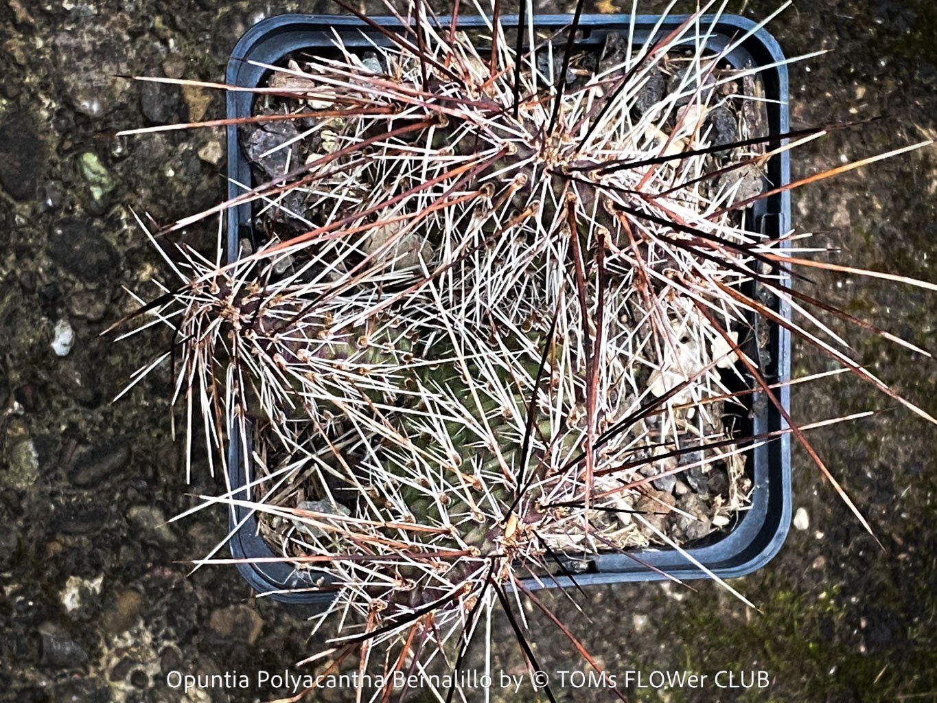 Piante & sementi: Opuntia Polyacantha Bernalillo - winterharter Kaktus – Nuovo e nell'imballaggio originale da Adliswil venduto da astom369 2