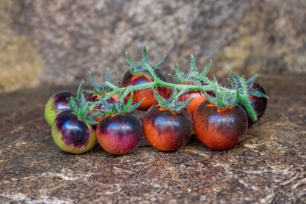 Piante & sementi: 50 Samen OZARK SUNSET Tomate – Nuovo (secondo la descrizione) da Ehrendingen venduto da VerveinaSamen