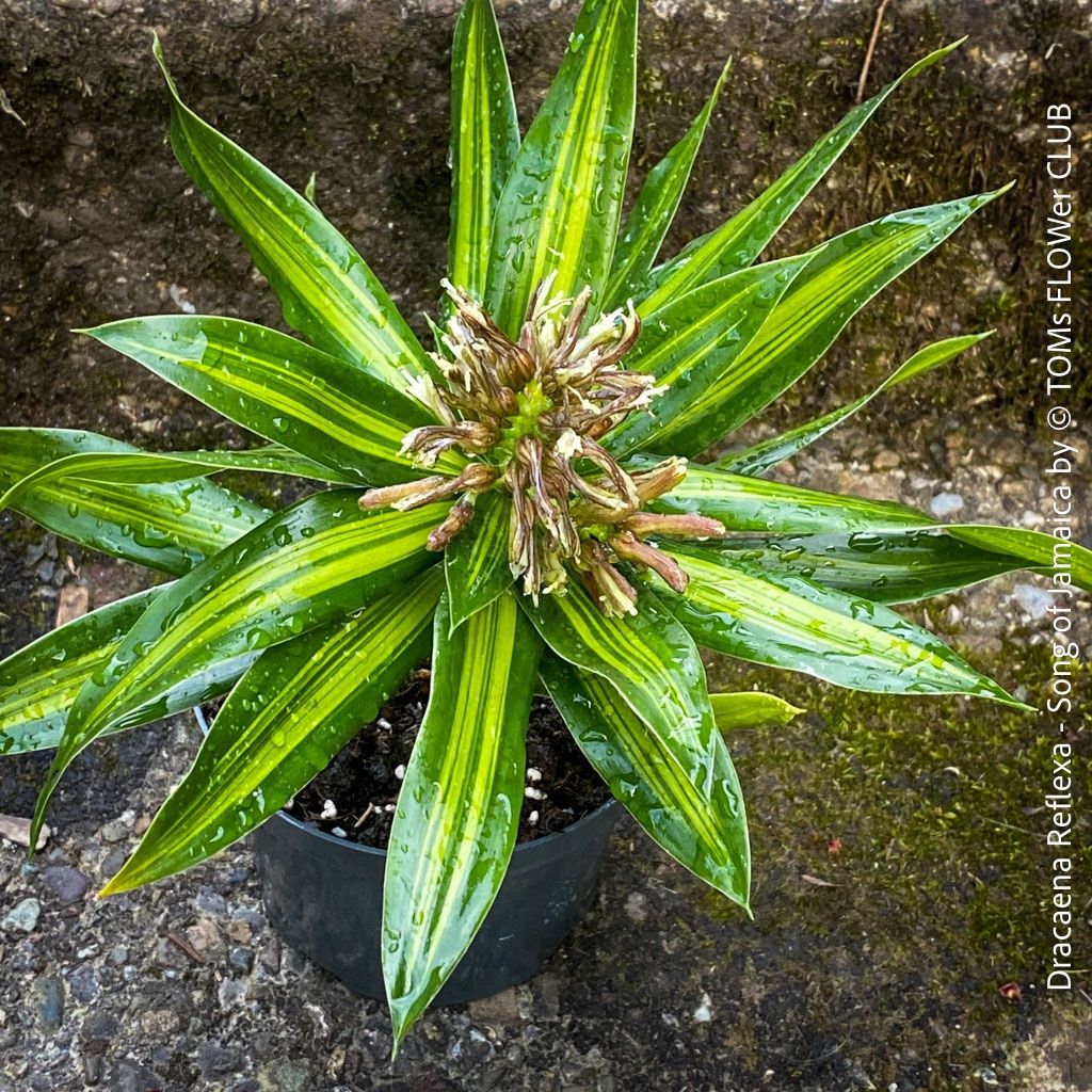 Pflanzen & Samen: Dracaena Reflexa ‘Song of Jamaica’ - tropische Eleganz – Neu und originalverpackt aus Adliswil von astom369
