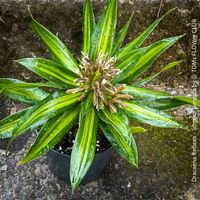 Dracaena Reflexa ‘Song of Jamaica’ - tropische Eleganz