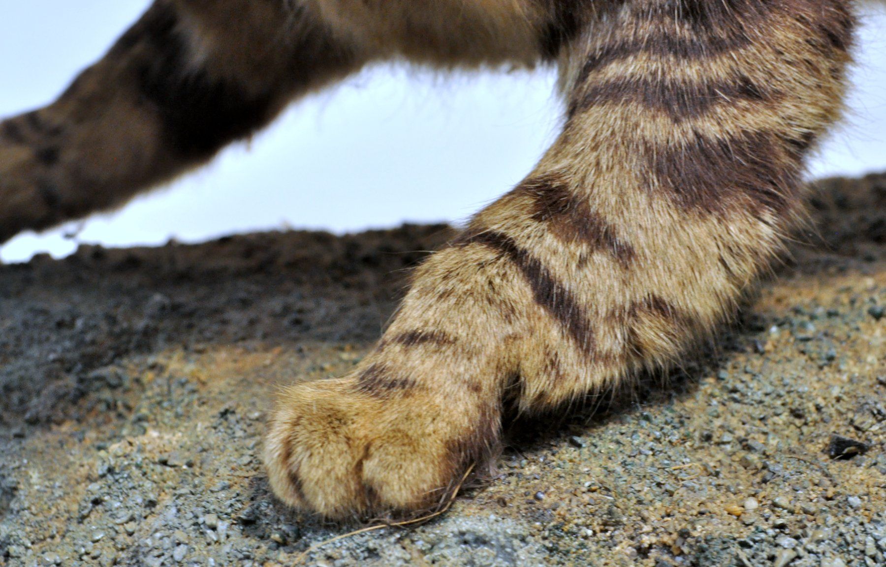 Monde des animaux: Chat forestier naturalisé – D'occasion à Neuchâtel par Neuchatel 7