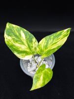 Epipremnum aureum 'Teruno Valencia'