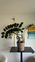 XXL Glücksfeder Zamioculcas mit grossem Topf