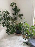 Grosse Schefflera Zimmerpflanze
