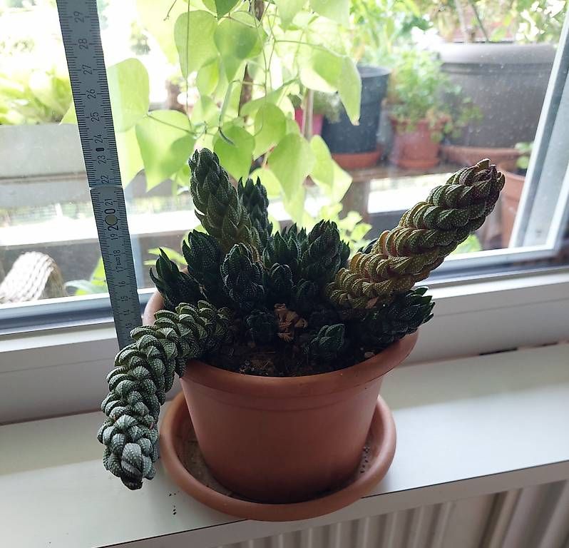 Piante & sementi: Kaktee, Succulent – Usato da Nidau venduto da jul_6tpv