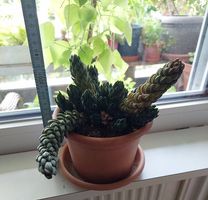 Kaktee, Succulent