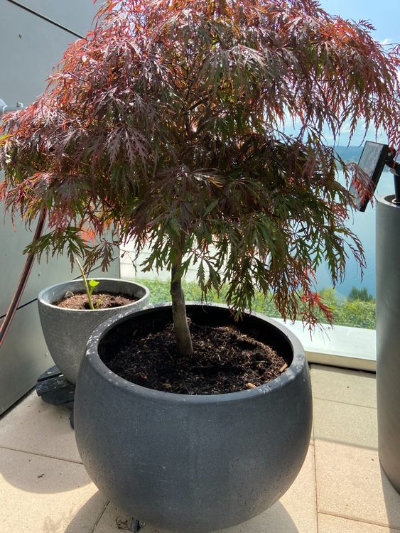 Japanischer Ahorn im Topf Kaufen auf Ricardo