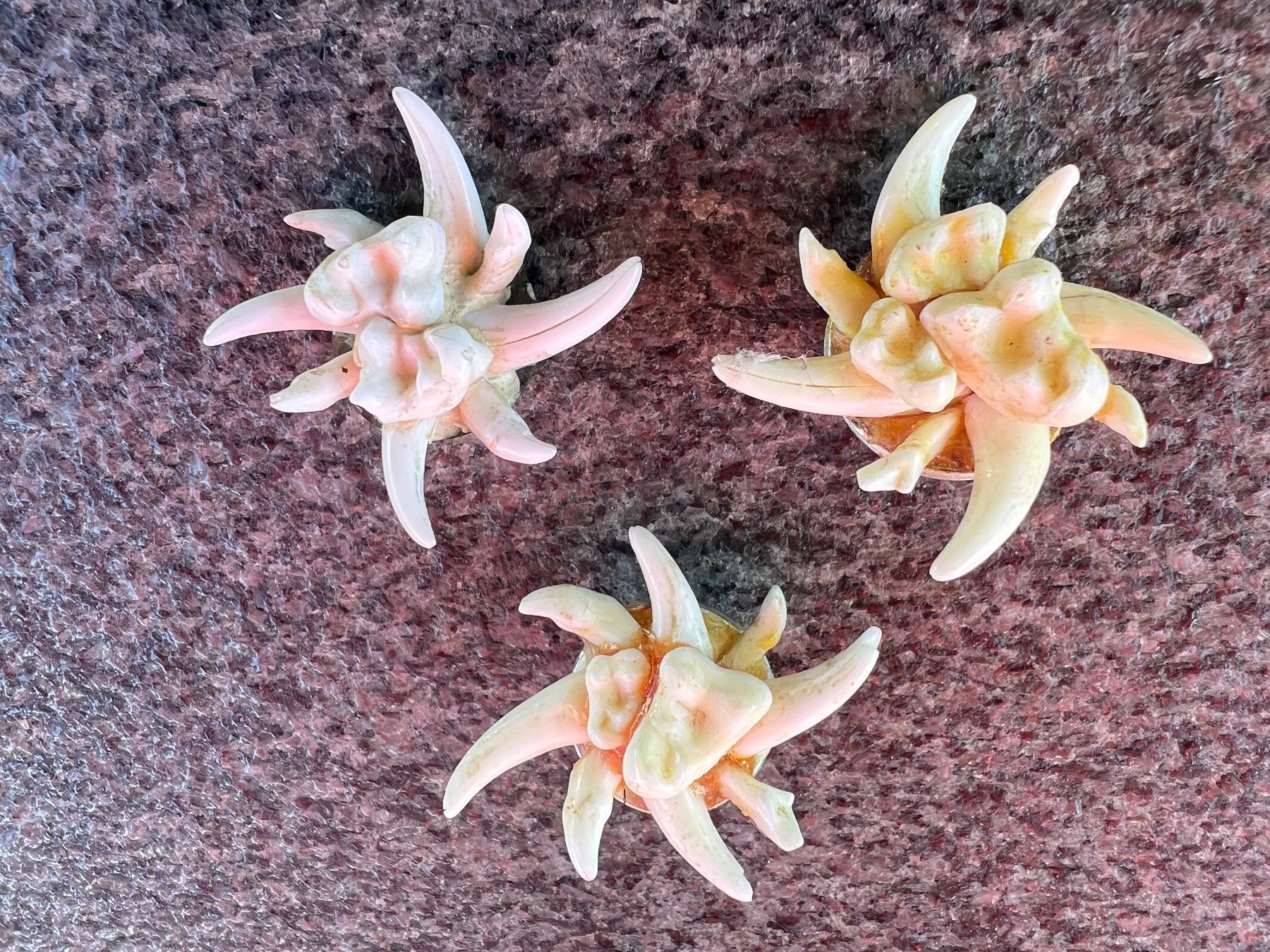 Spille & Fermagli: Anstecker / Edelweiss / Jagd / Fuchszähne – Usato da aarwangen venduto da Butzi99 1