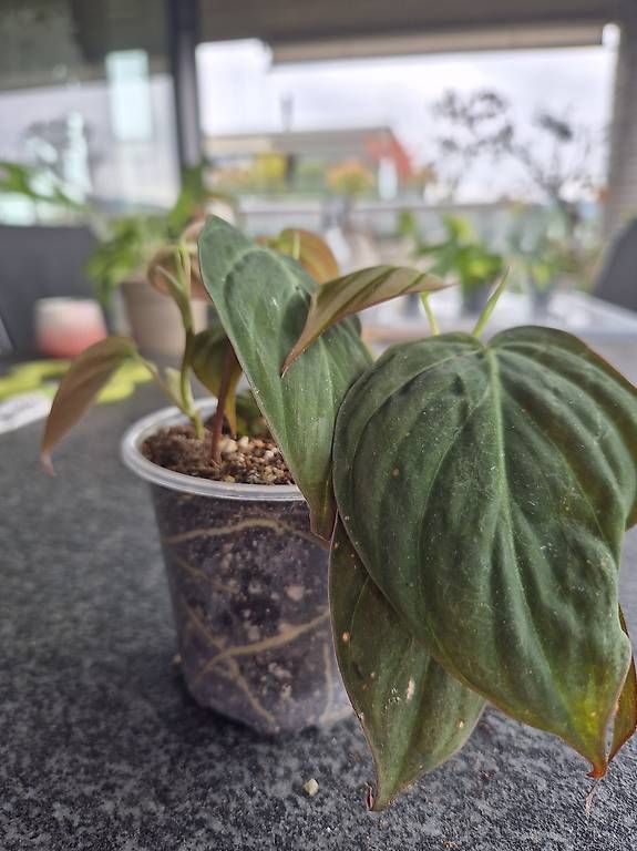 Pflanzen & Samen: Philodendron Micans – Gebraucht aus Urtenen-Schönbühl von Pflanzenherberge 1