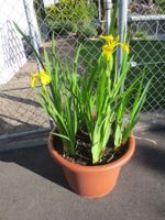Gartenlilie/Wasserlilie gelb, Winterhart inkl. Topf