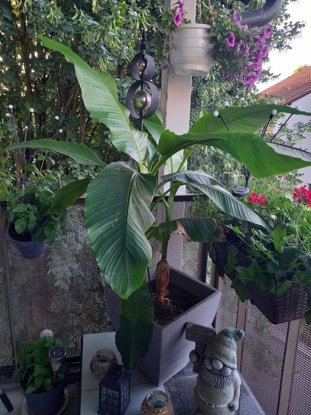 Piante & sementi: Schönen grosse Bananenpflanze – Usato da Nesselnbach venduto da rtirol