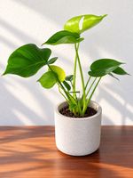 🌿 Monstera Zimmerpflanze – schöne Grünpflanze im Topf