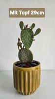 Opuntia Kaktus (Feigenkaktus)