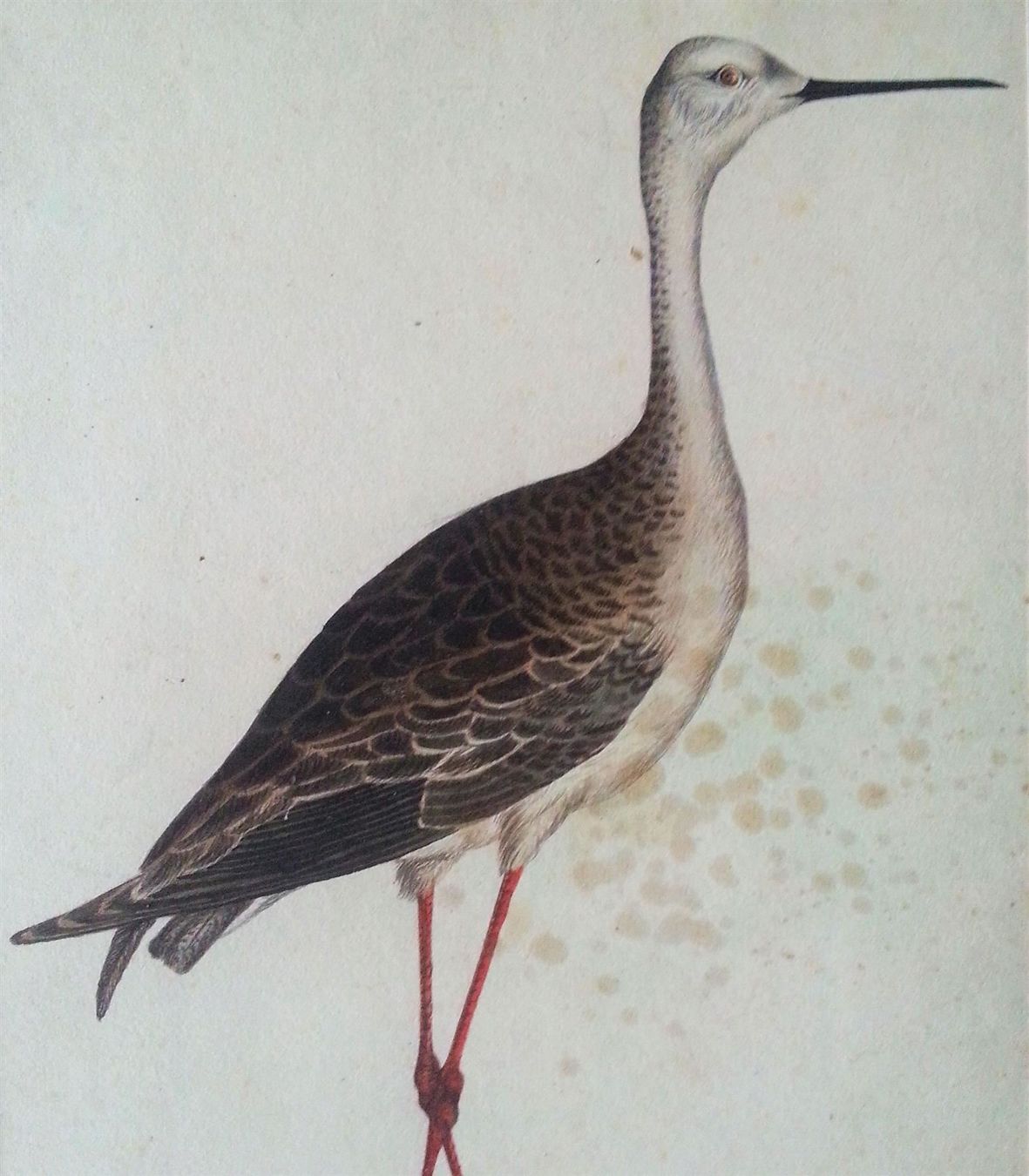 Dipinti: Bild Gemälde Aquarell: Brachvogel (?), 1850-1900 – Usato da Oberriet SG venduto da ganesh435 1