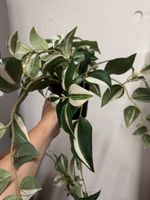 Kunstpflanze IKEA Fejka Hängepflanze grün weiss neu