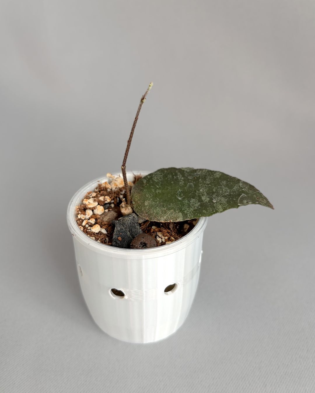 Piante & sementi: Hoya Caudata Sumatra – Nuovo (secondo la descrizione) da Seuzach venduto da ani_ma 1