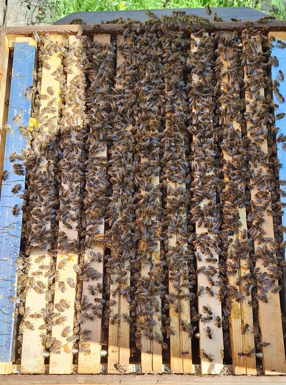 Alveari: Dadant Blatt Holzbeute – Usato da Waldkirch venduto da bauprofi87 1