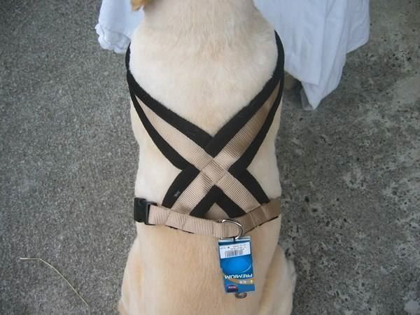 Leine & Halsband: Geschirr Supersoft beige/schwarz, L – Neu und originalverpackt aus Schübelbach von Bemafaja 1