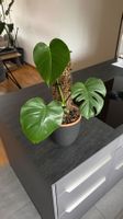 🌿 Monstera Deliciosa – inkl. Moosrankhilfe