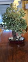 Bonsai Baum mit Stein Deko dunkelbrauner Topf guter Zustand