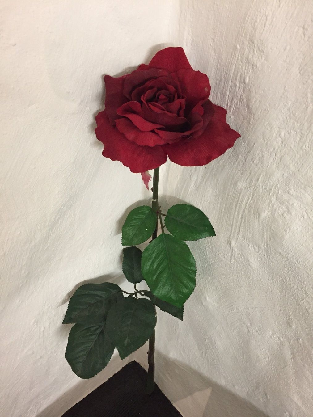 Piante & sementi: Sehr Schöner Dekorativer Kunst-Rose – Usato da Schaffhausen venduto da vintageville 3