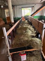 Futtertisch für Schafe
