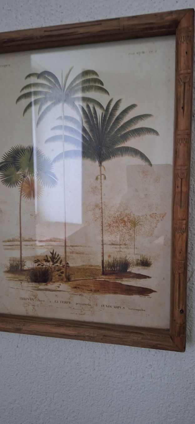 Poster & Bilder: Bild Palmen Motiv gerahmt mit Glas – Gebraucht aus Luzern von Briefmarkentaube 2